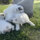 Great Pyrenees mix with Saint Bernard puppies