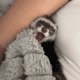 2 Female Young Ferrets