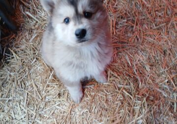 LOW-CONTENT WOLFDOG PUPPIES