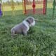 Old English Bulldog