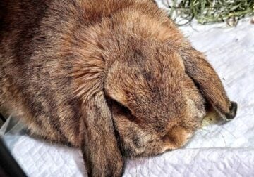 Must Rehome ASAP Holland Lop Rabbit, Colorado