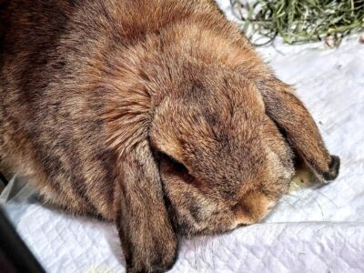 Must Rehome ASAP Holland Lop Rabbit, Colorado
