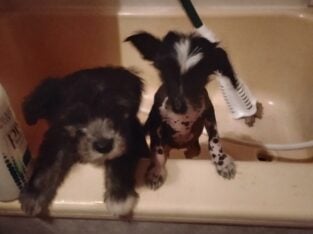 Chinese crested puppies for sale