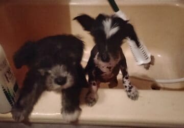 Chinese crested puppies for sale