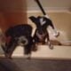 Chinese crested puppies for sale