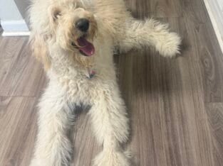 Golden doodle