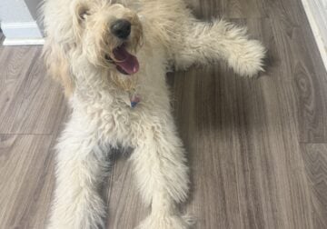Golden doodle