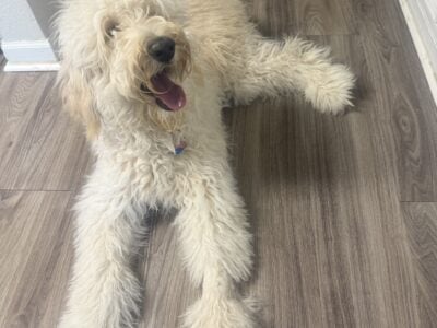 Golden doodle