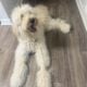 Golden doodle