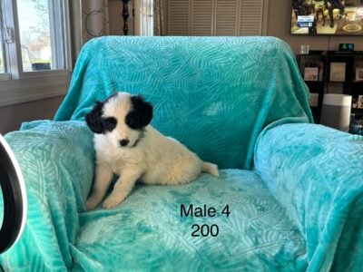 Mini Pomskydoodle puppies – Blue eyes – in Ohio