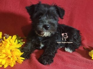 Miniature Schnauzer Girl Puppy