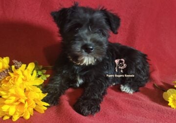 Miniature Schnauzer Girl Puppy