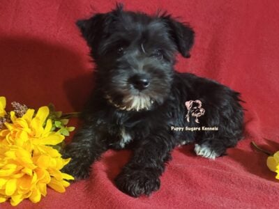 Miniature Schnauzer Girl Puppy