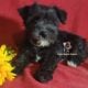 Miniature Schnauzer Girl Puppy