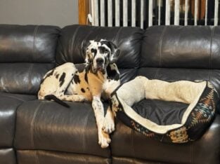 Akc great dane almost 1