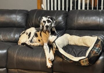 Akc great dane almost 1