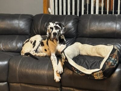 Akc great dane almost 1