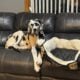 Akc great dane almost 1