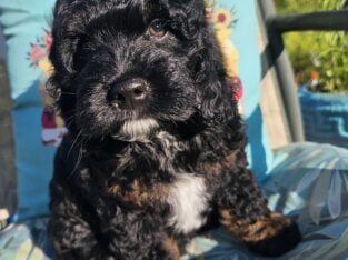 Mini Cockapoo