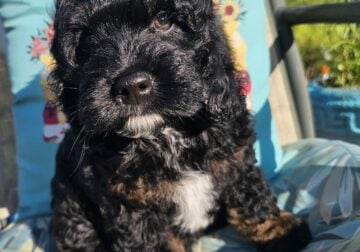 Mini Cockapoo