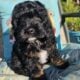 Mini Cockapoo