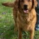 AKC Dark Red Golden Retriever puppies