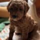 Cavapoo puppies