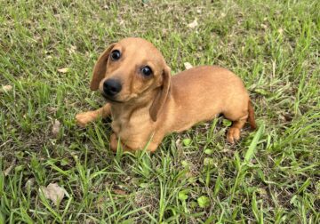 Dachshund Chihuahua mix 70/30