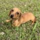 Dachshund Chihuahua mix 70/30