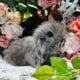 Full European Teddywidder babies
