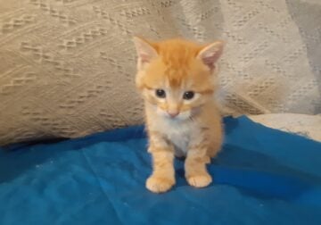 Mellow Milo (Orange tabby male)