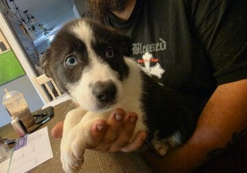Gerberian Shepkies puppies