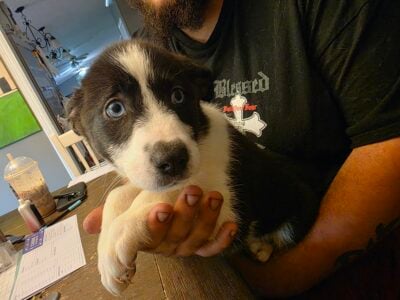 Gerberian Shepkies puppies