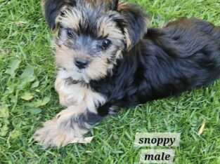 Morkies