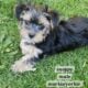 Morkies