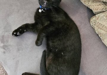 Looking for a Shadow with a Big Heart? Meet Tank!