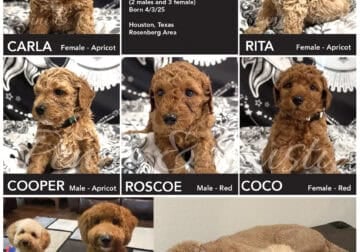 AKC Miniature Poodles