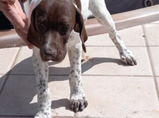 German Shorthaired Pointer Puppies