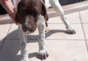 German Shorthaired Pointer Puppies