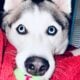 Cooper Needs a Forever Human