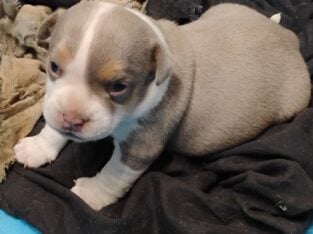 American bully Puppies