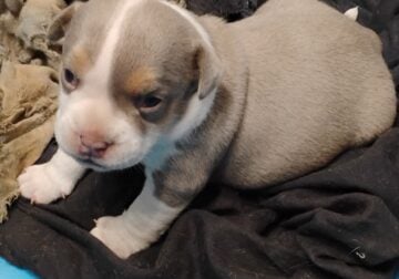 American bully Puppies