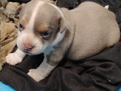 American bully Puppies