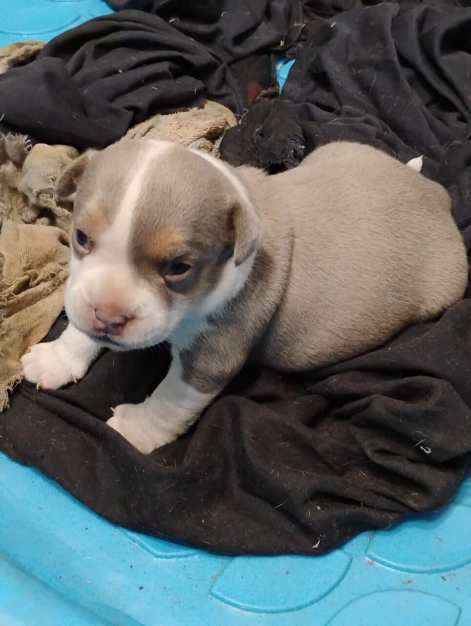 American bully Puppies image 1