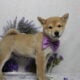 AKC Shiba Inu Curly