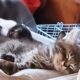 Shadow and her kittens