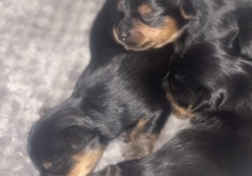 Yorkshire puppies