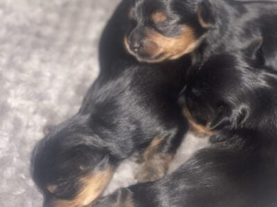 Yorkshire puppies