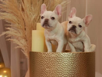 Beautiful Platinum Female French Bulldogs