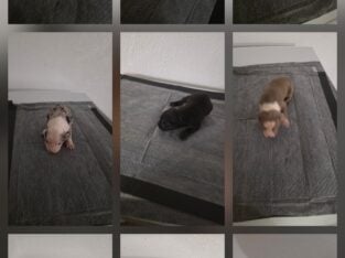 Beautiful puppies
